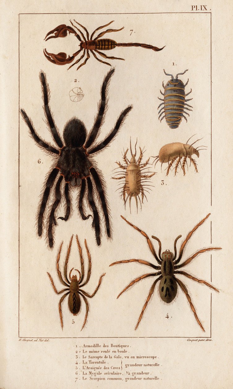 Amardille der Geschäfte, der Sascopte der Krätze, die Tarantel, die Araignée der Krätze, die Mygale, der Skorpion. aus „Fauna der Ärzte oder Geschichte der Tiere und ihrer Produkte von Hippolyte Cloquet“ - Band 6 - 1825 von Hippolyte Cloquet