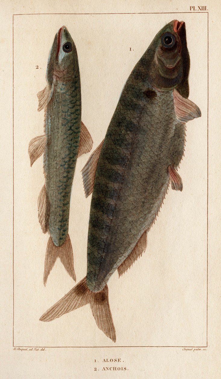 Schat und Sardellen. aus „Fauna der Ärzte oder Geschichte der Tiere und ihrer Produkte von Hippolyte Cloquet“ - Band 6 - 1825 von Hippolyte Cloquet