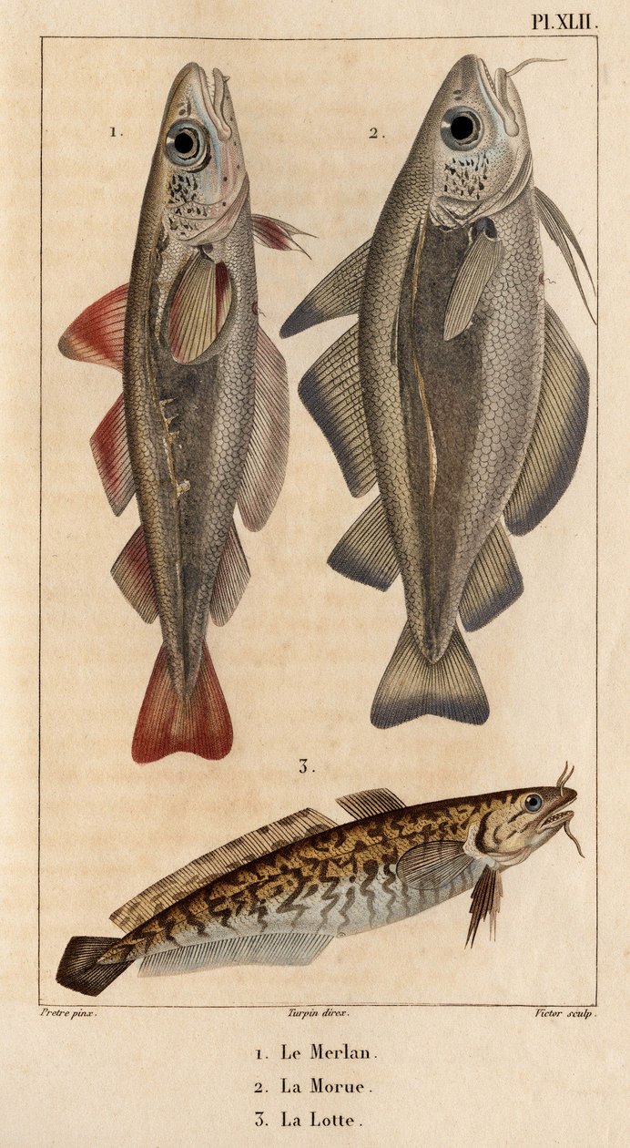 Der Wittling, der Kabeljau und der Quappe. Fauna der Ärzte oder Geschichte der Tiere und ihrer Produkte von Hippolyte Cloquet - Band 6 - 1825. von Hippolyte Cloquet