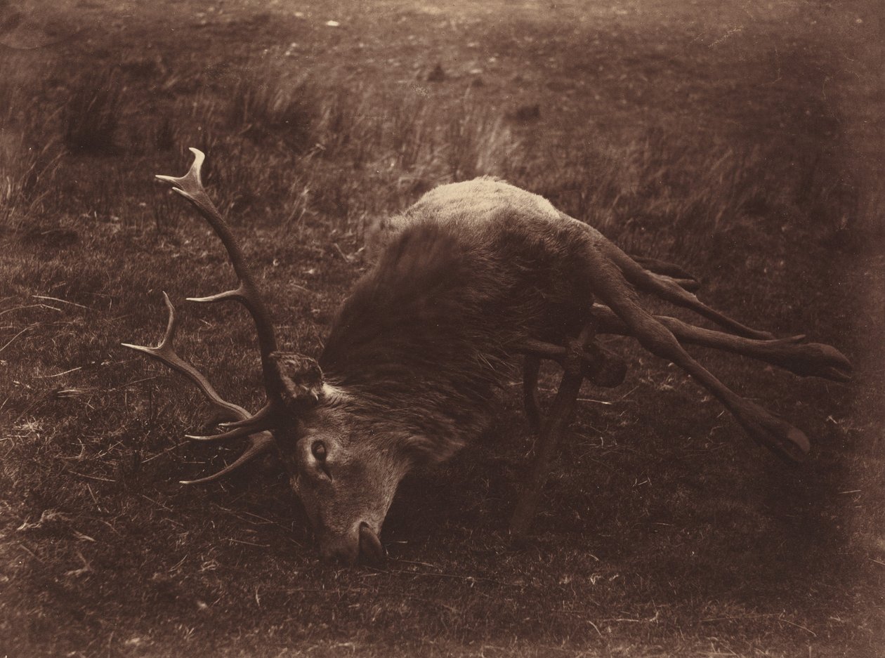 Toter Hirsch, 1857 von Horatio Ross