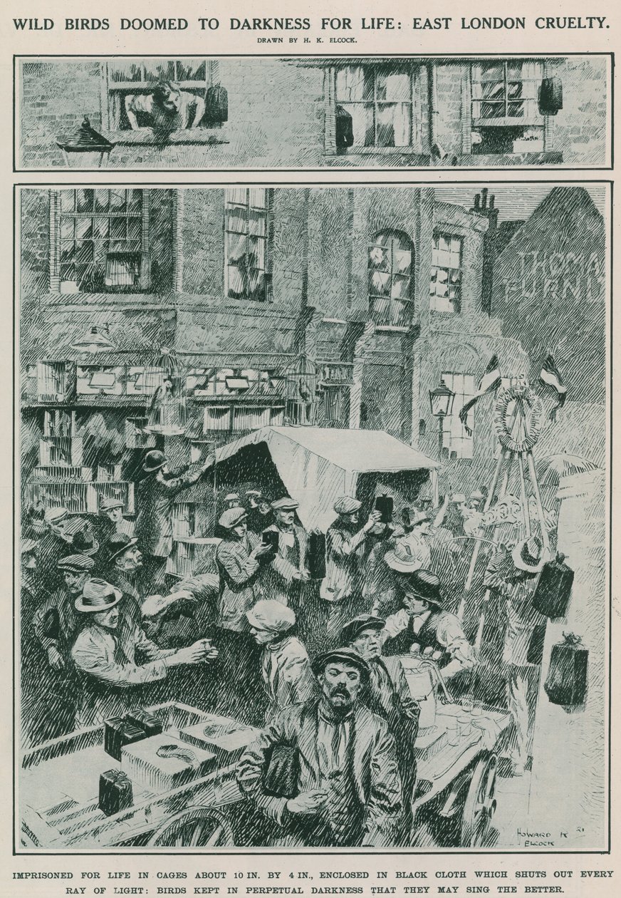 Wilde Vögel zum lebenslangen Dunkel verurteilt: Grausamkeit in Ost-London (Gravur) von Howard K. Elcock