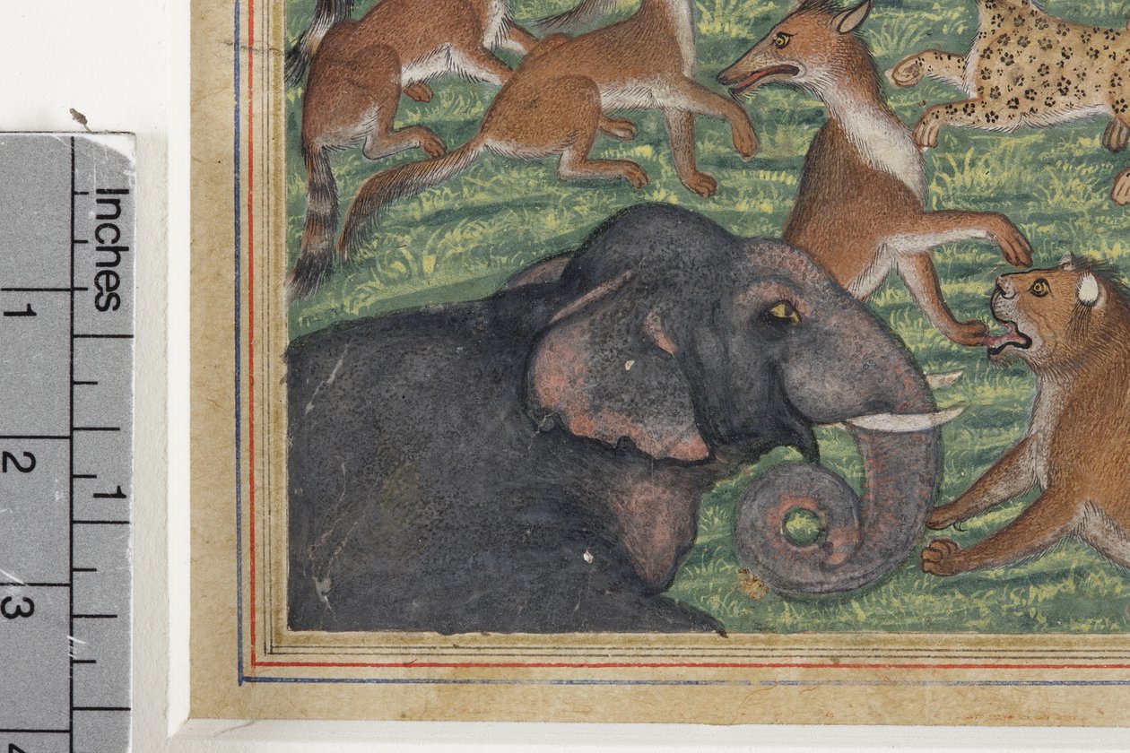 (Detail) Der Schakal, der sich selbst zum König erklärte, ca. 1560-65 von Indian School