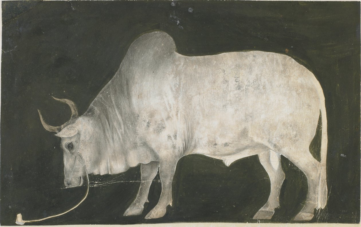 Indischer Stier von Indian School
