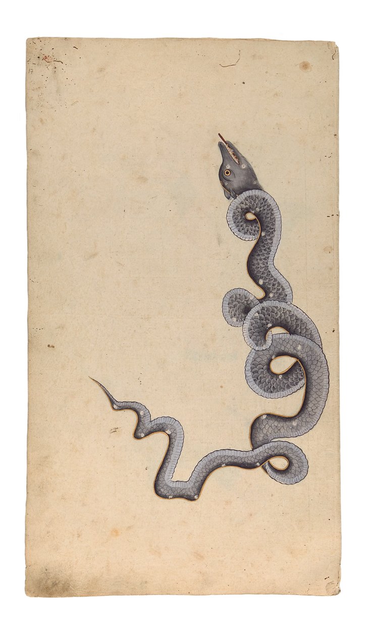 Die Konstellation des Drachen: al-Tinnin, 1740 von Indian School