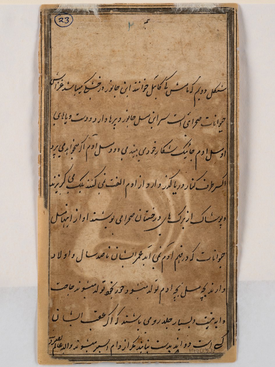 Rückseite eines mythischen Pfaus mit Frauenkopf, um 1750 (Feder und Tinte auf Papier) von Indian School