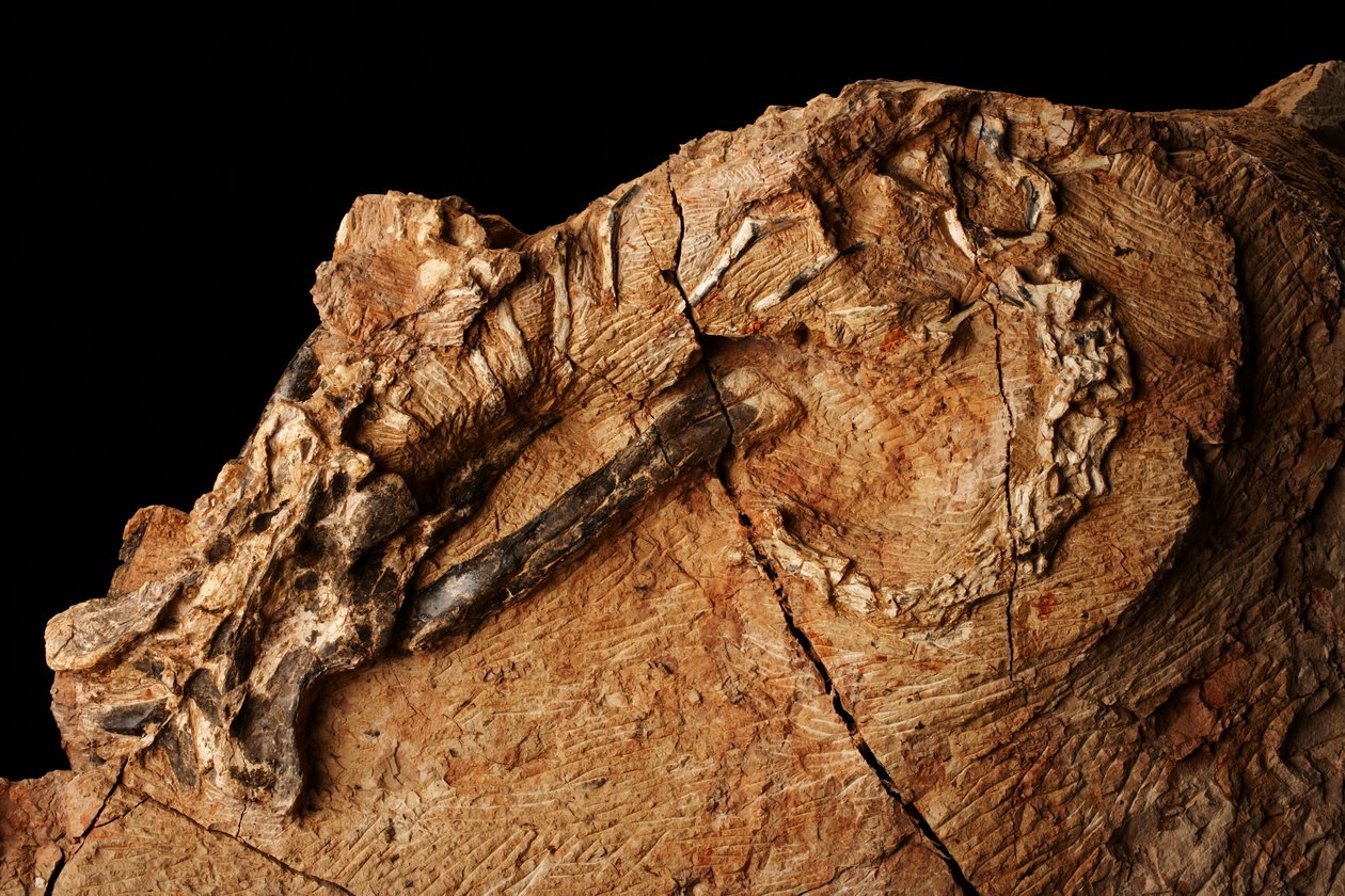 Ein unbekannter Dinosaurier am Institut für Wirbeltierpaläontologie und Paläoanthropologie in Xiaotangshan, Nord-Peking, China von Ira Block