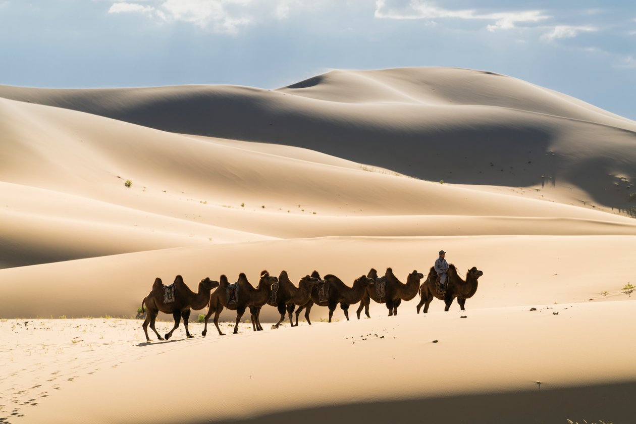 Karawane von Baktrischen Kamelen in den Khongoryn Els im Gobi Gurvansaikhan Nationalpark, 2016 (Foto) von Ira Block