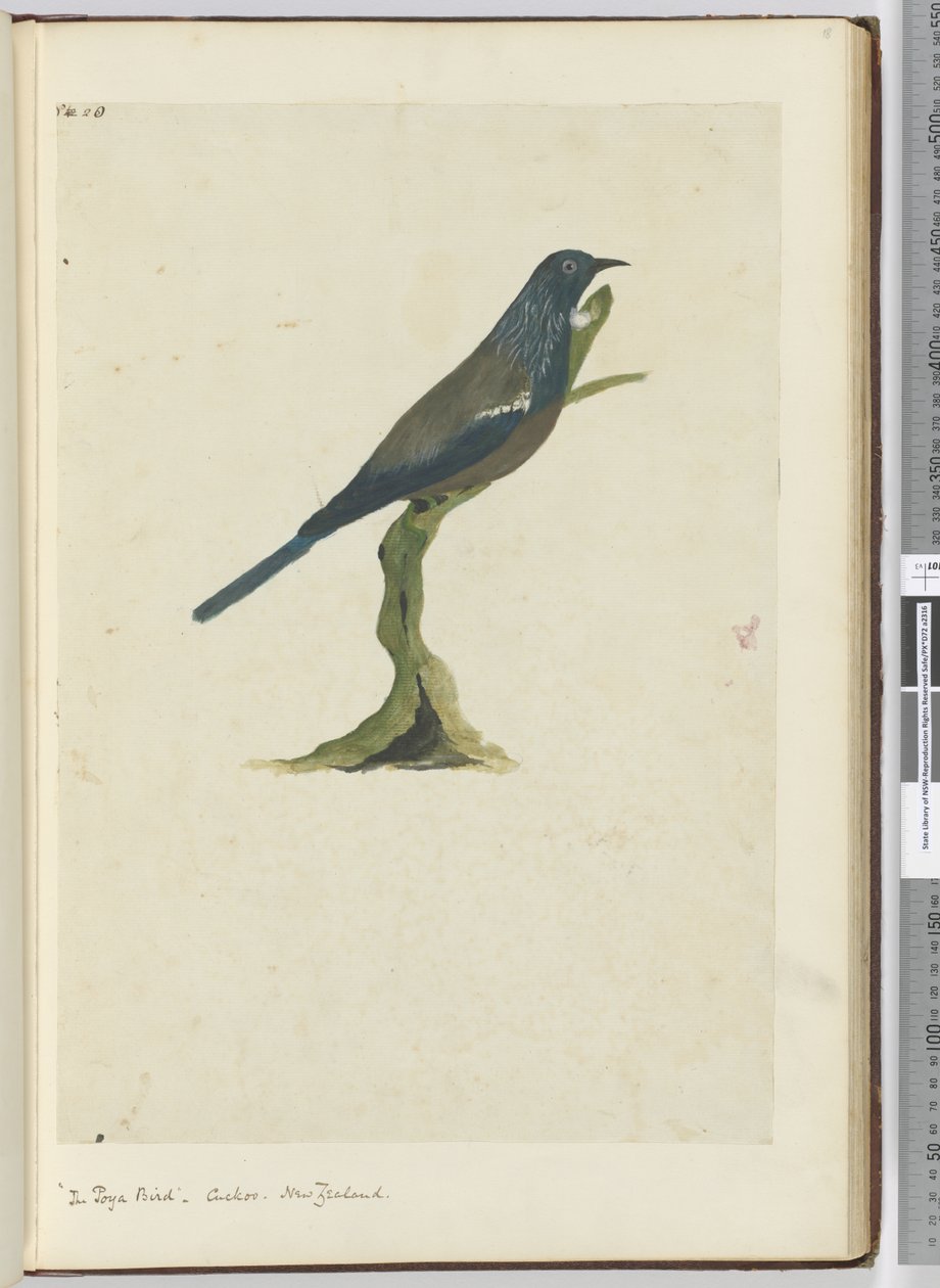F.20 Der Poya-Vogel, Kuckuck, Neuseeland, 1772-75 von Isaac Smith