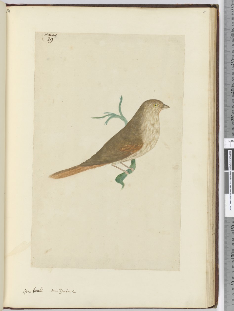 Kernbeißer. Neuseeland, 1772-75 von Isaac Smith