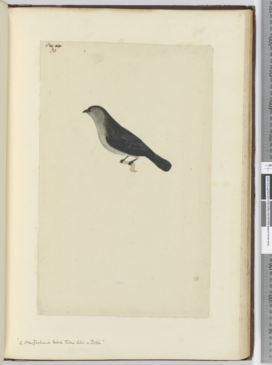 Ein zahmer Vogel aus Neuseeland, ähnlich einem Rotkehlchen, 1772-75 von Isaac Smith