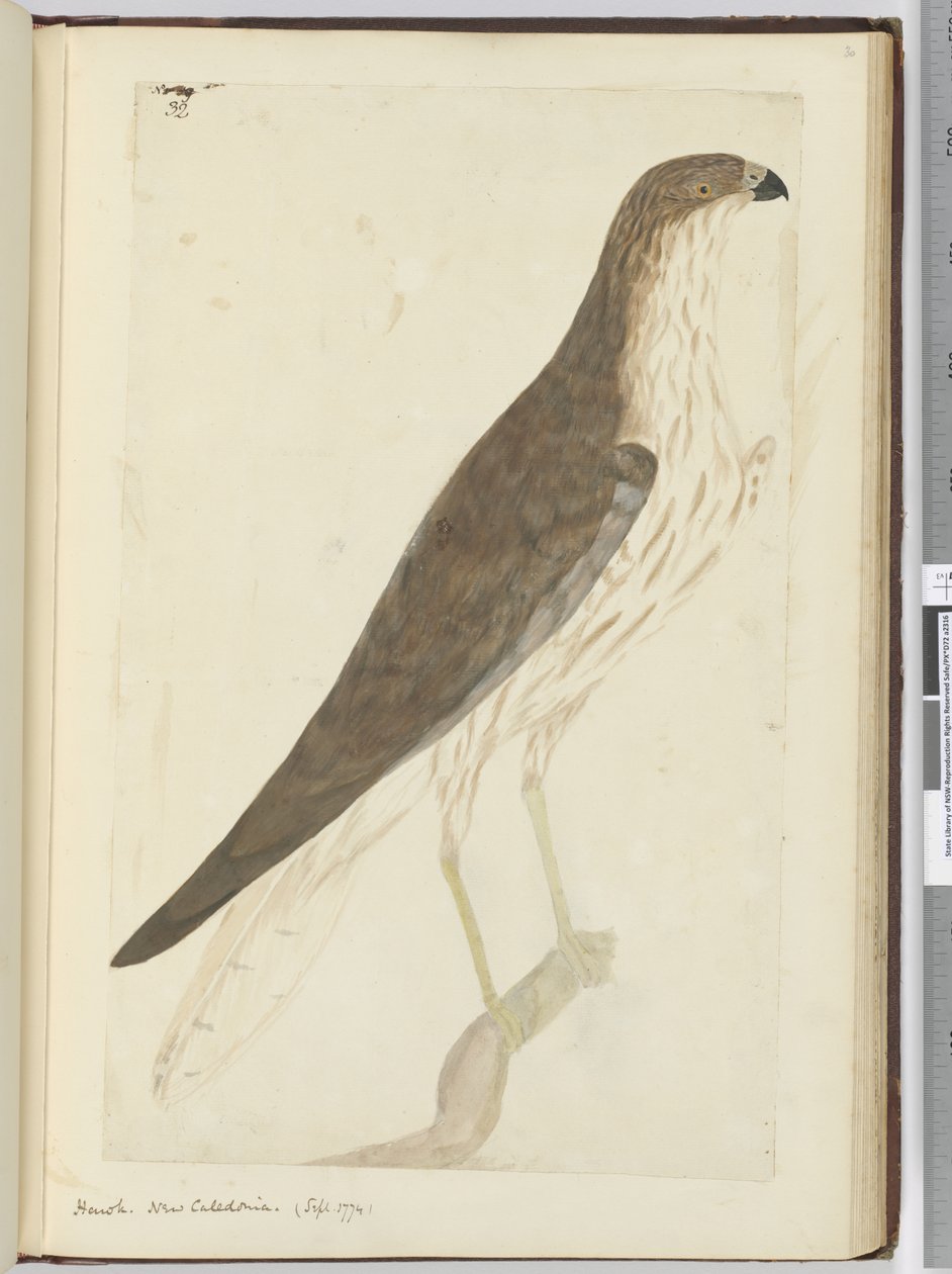 Falke. Neukaledonien. (Sept. 1774), 1772-75 von Isaac Smith