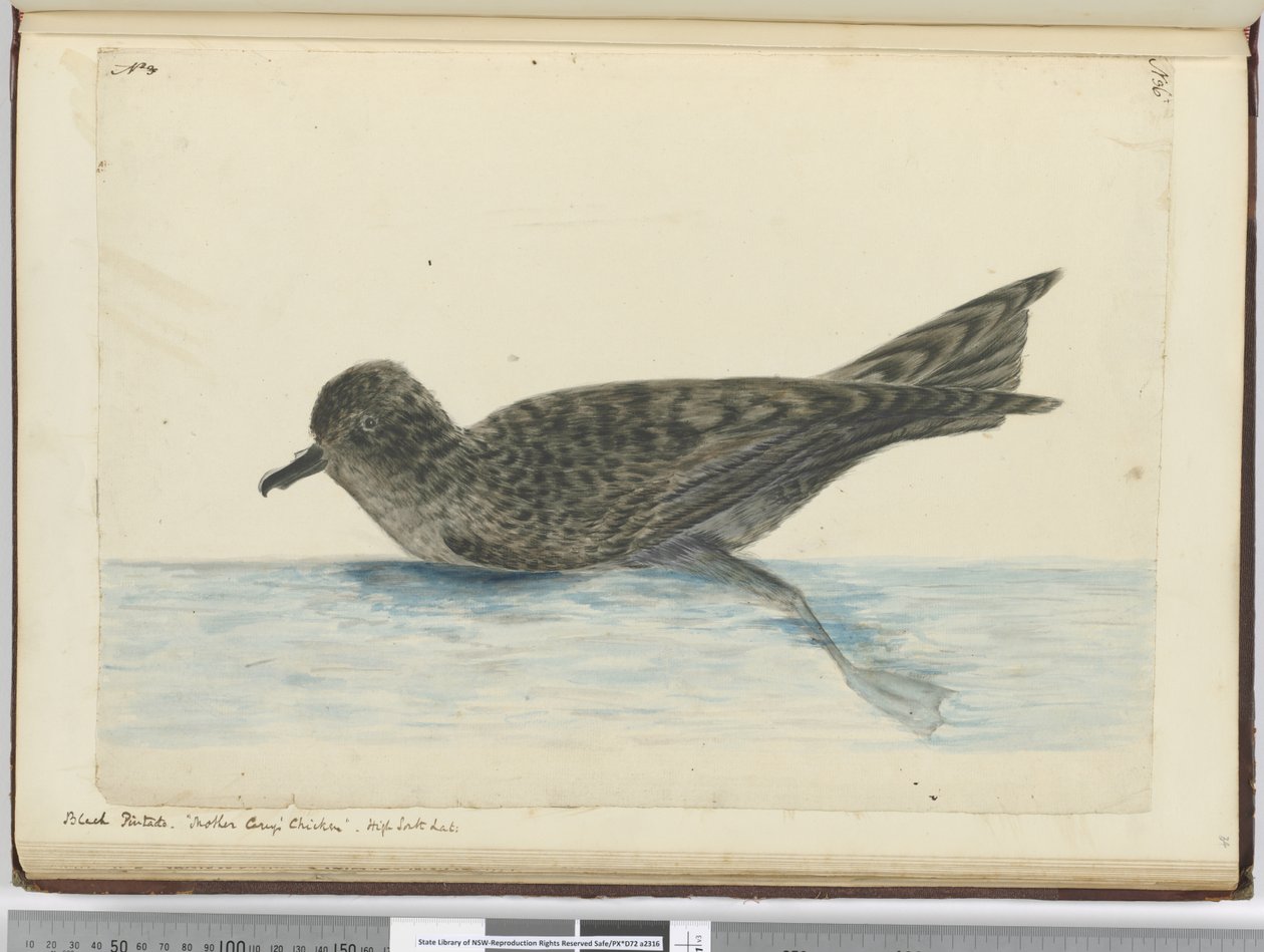 Schwarzer Pintado. Mother Careys Huhn. Hohe südliche Breiten, 1772-75 von Isaac Smith