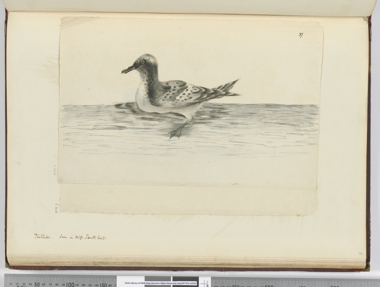 Pintado. Gesehen in hohen südlichen Breiten, 1772-75 von Isaac Smith