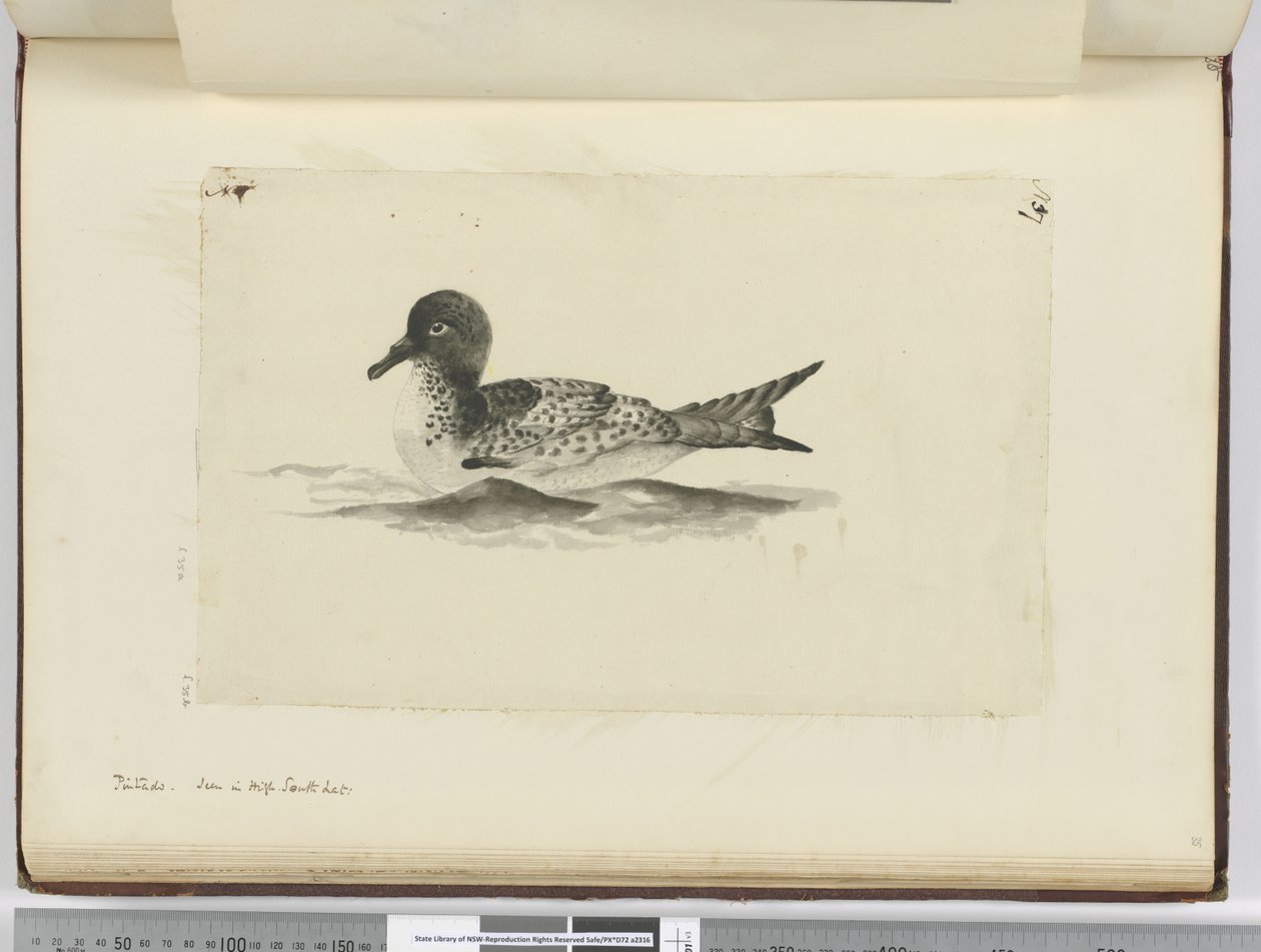Pintado. Gesehen in hohen südlichen Breiten, 1772-75 von Isaac Smith