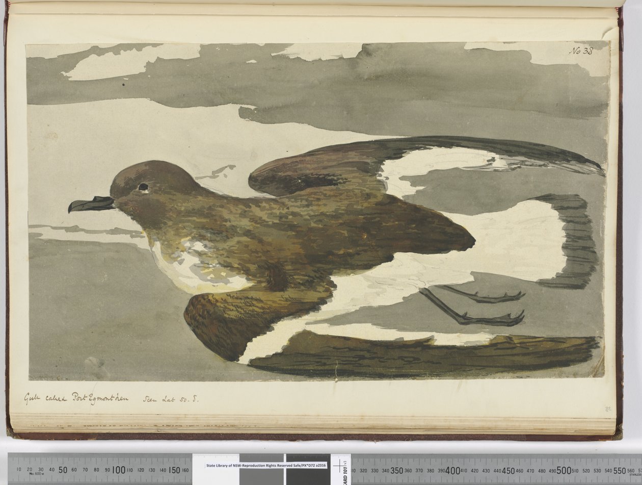 Möwe genannt Port Egmont Henne. Gesehen bei 50° S., 1772-75 von Isaac Smith