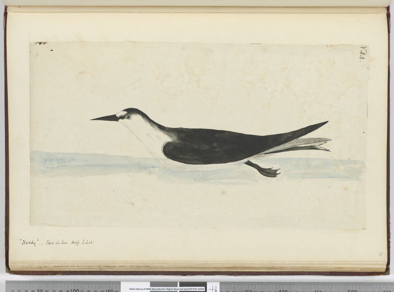 Noddy. Gesehen auf See in hohen südlichen Breiten, 1772-75 von Isaac Smith