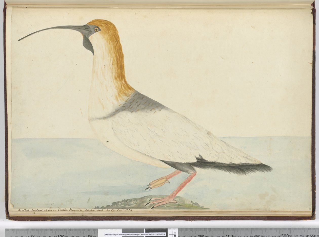 Ein neuer Brachvogel. Gesehen auf Staten Island, Feuerland, Jan. 1774, 1772-75 von Isaac Smith
