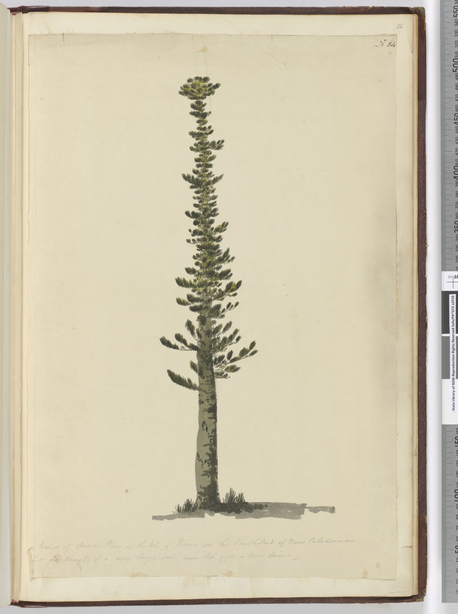 Eine Art Fichtenkiefer auf der Insel Pines am südlichen Ende von Neukaledonien, hoch genug für Masten einer sehr großen Sorte. Gesehen Sept. 1774..., 1772-75 von Isaac Smith