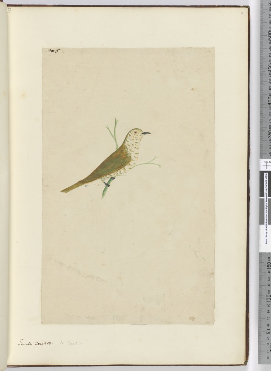 F.5 Kleiner Kuckuck, Neuseeland, 1772-75 von Isaac Smith