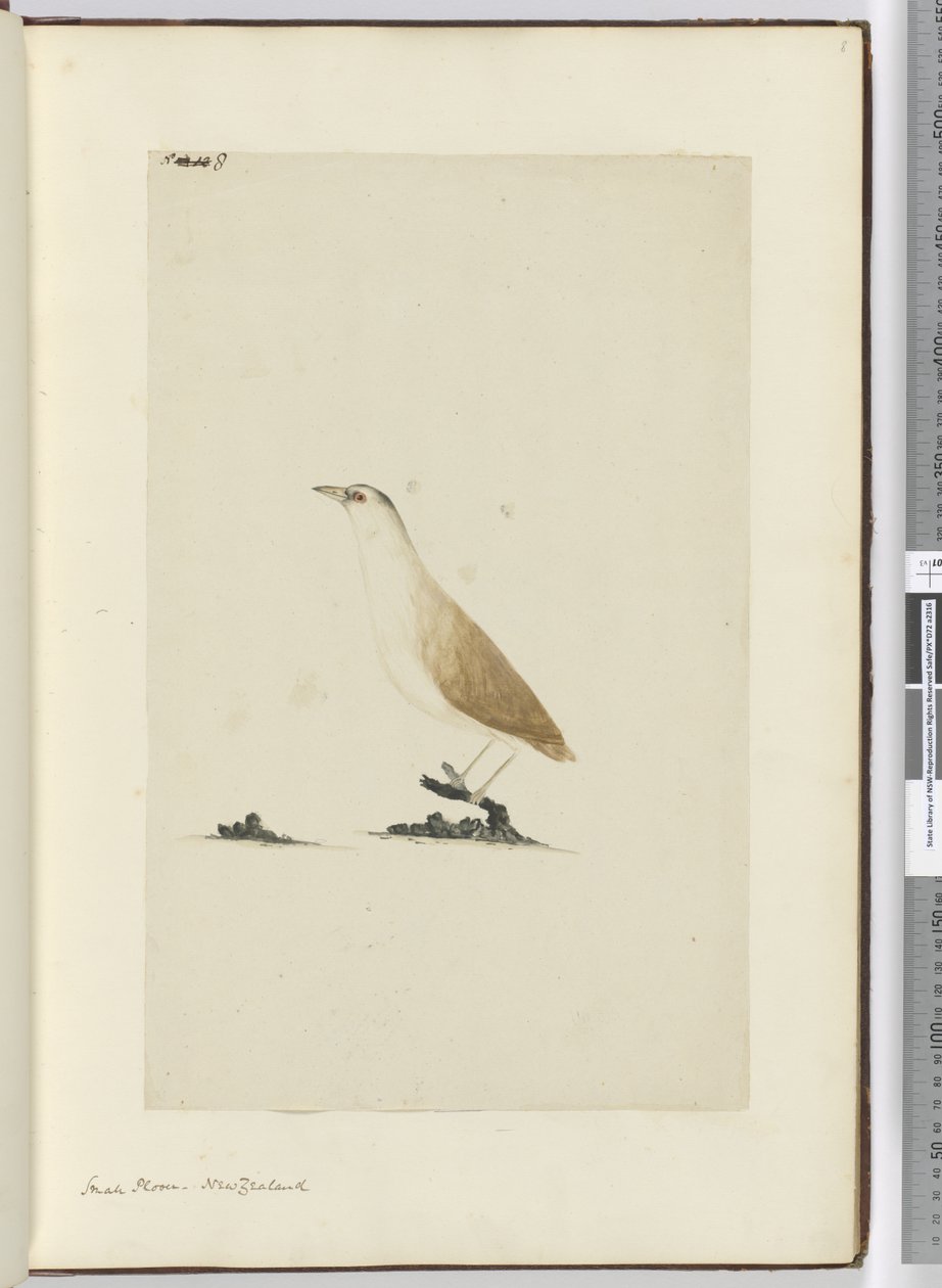 F.8 Kleiner Regenpfeifer, Neuseeland, 1772-75 von Isaac Smith