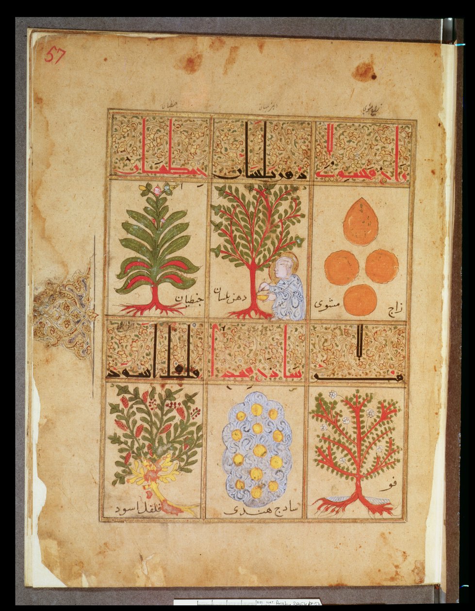 Ms. Arabe 2964 fol.57 Heilpflanzen für den Theriak, aus dem Traktat über Theriak nach Galen, 1217 von Islamic School