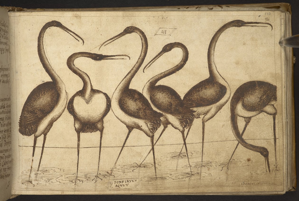 Vögel, aus Historia Animalium, bestehend aus 245 Feder-und-Tinte-Zeichnungen verschiedener Tierarten und mythischer Kreaturen, jeweils begleitet von einer Beschreibung, 1595 von Italian School