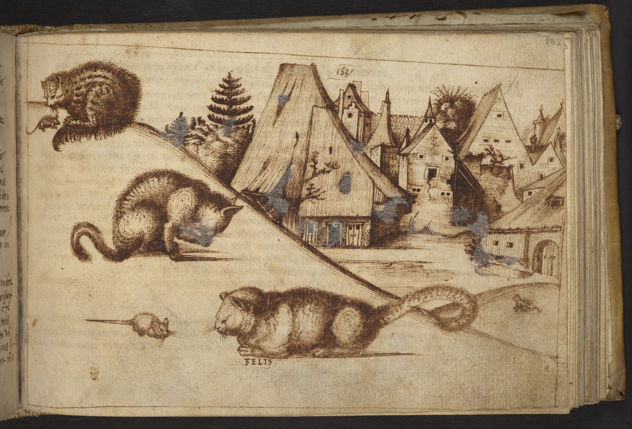 Add. 82955, f.182 Katzen fangen Mäuse (