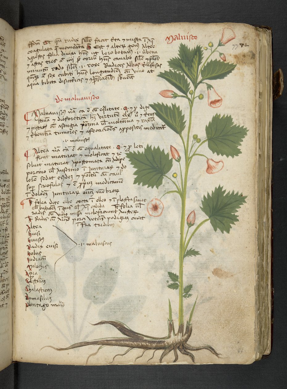 Ein Kräuterbuch, Belluno von Italian School