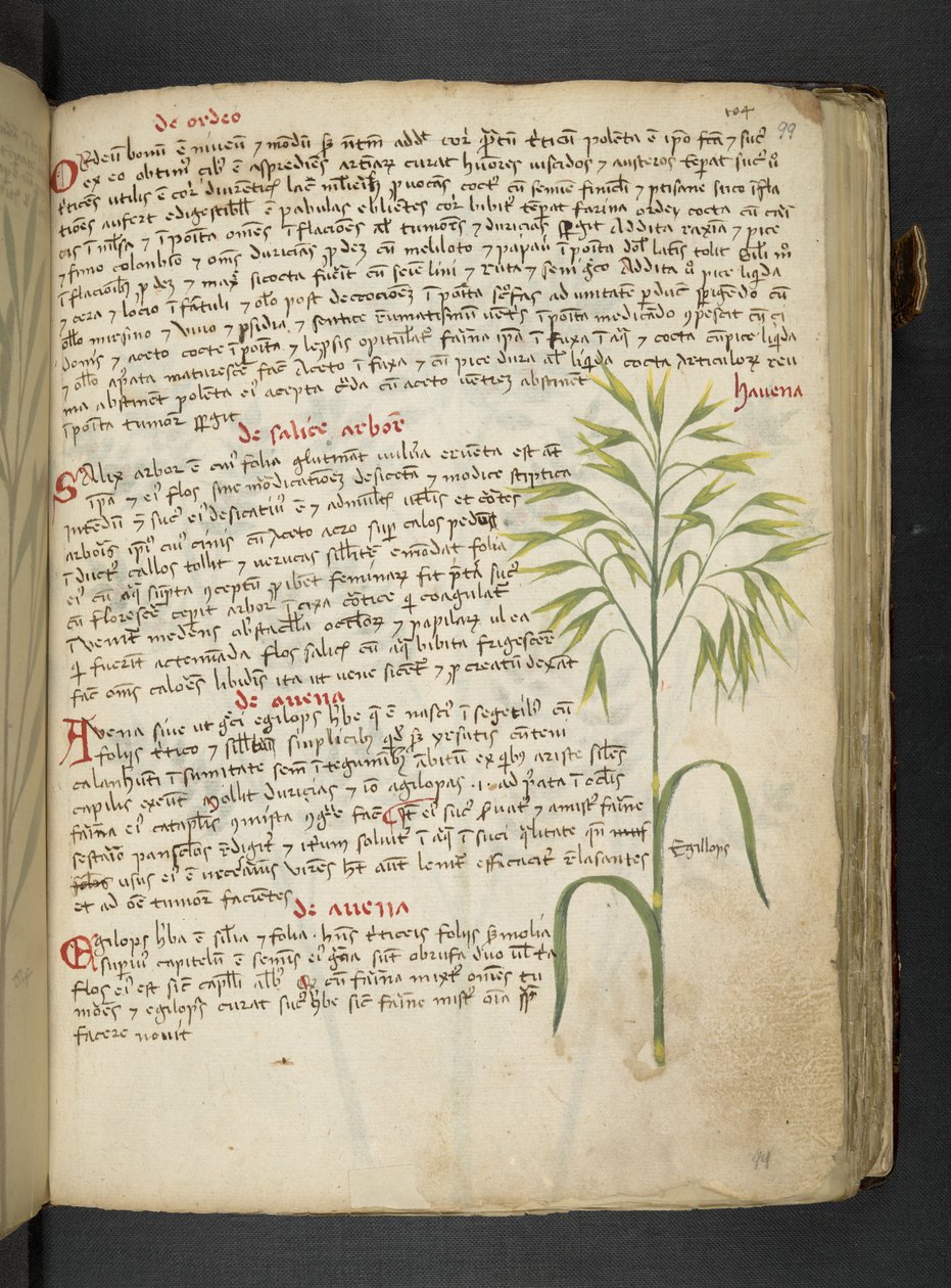 Ein Kräuterbuch, Belluno von Italian School
