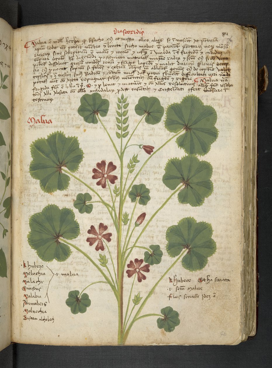 Ein Kräuterbuch, Belluno von Italian School