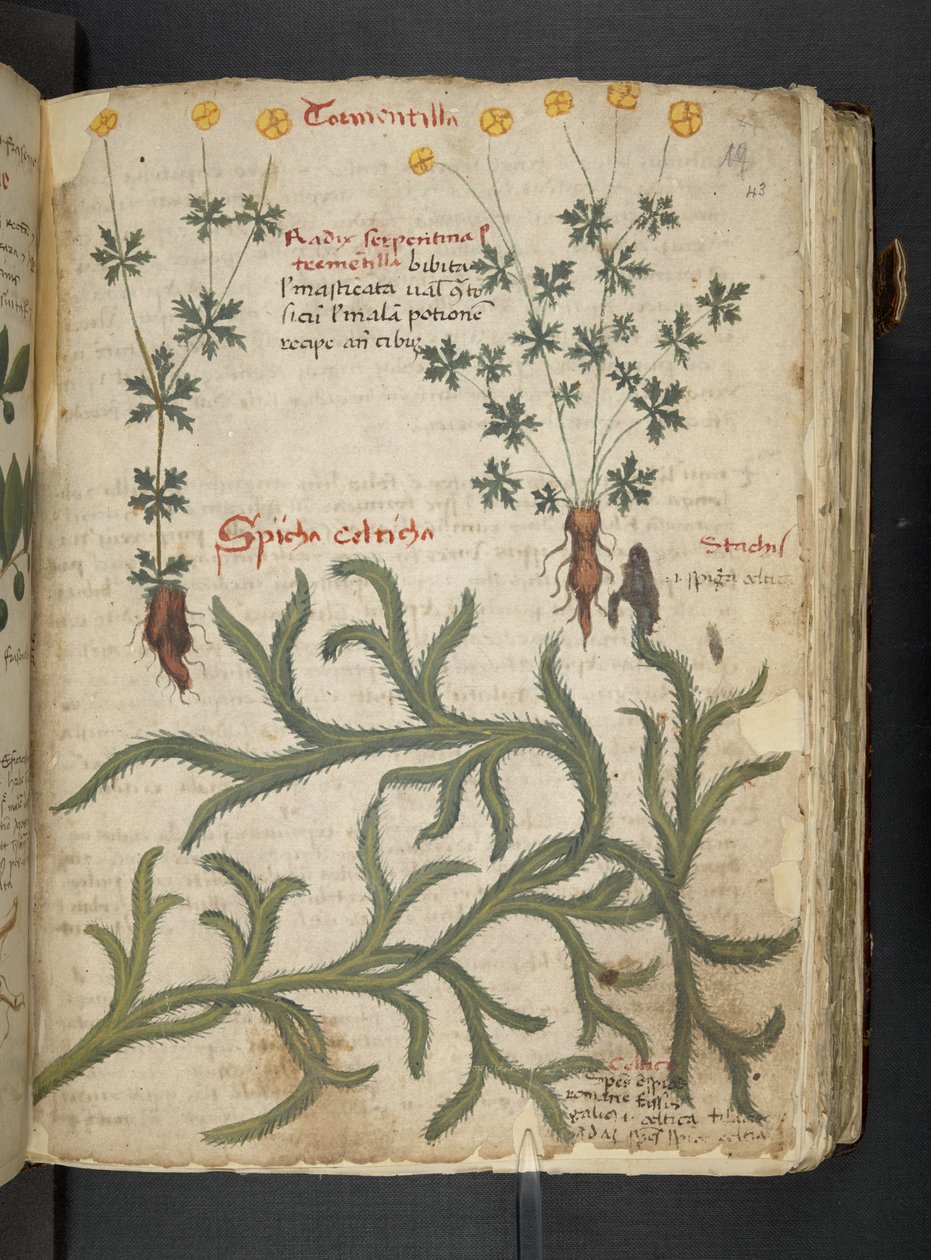 Ein Kräuterbuch, Belluno von Italian School