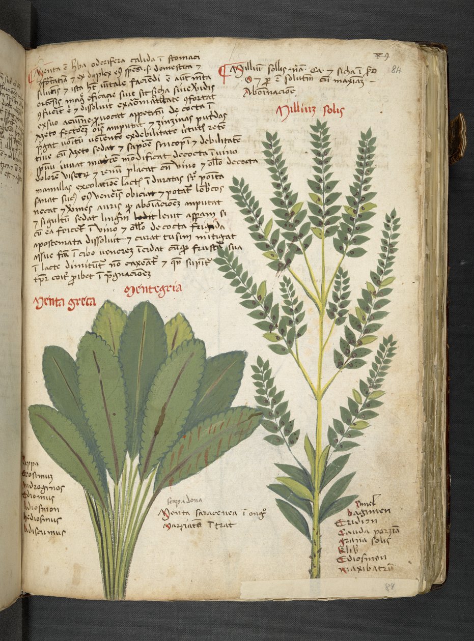 Ein Kräuterbuch, Belluno von Italian School