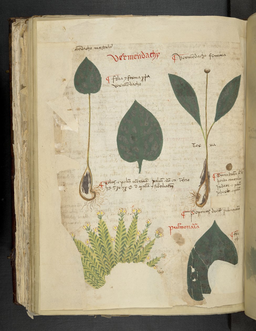 Lungenkraut, aus Ein Kräuterbuch, Belluno von Italian School