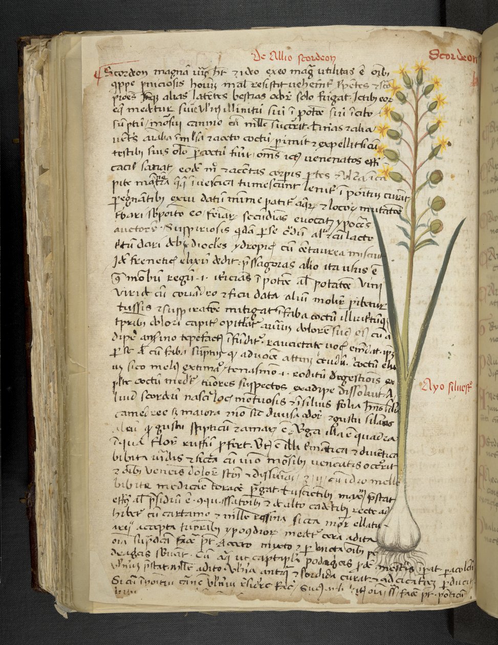 Add MS 41623 f.119v 