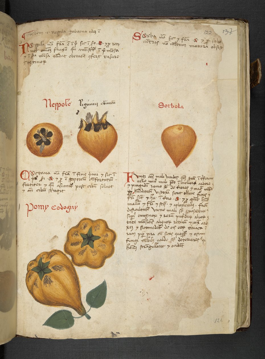Pere Cotogne und Sorbo, aus Ein Kräuterbuch, Belluno von Italian School
