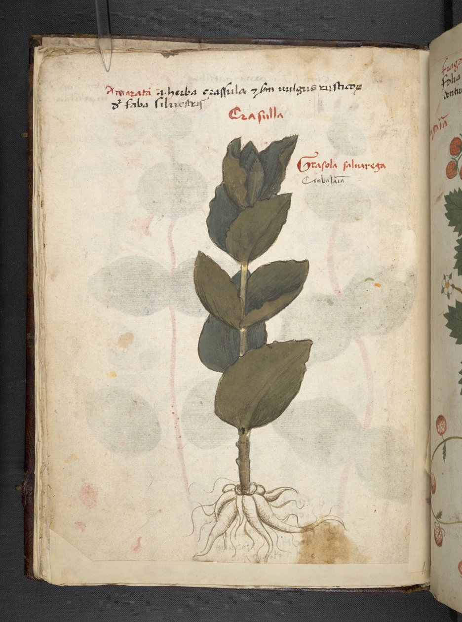 Ein Kräuterbuch, Belluno von Italian School