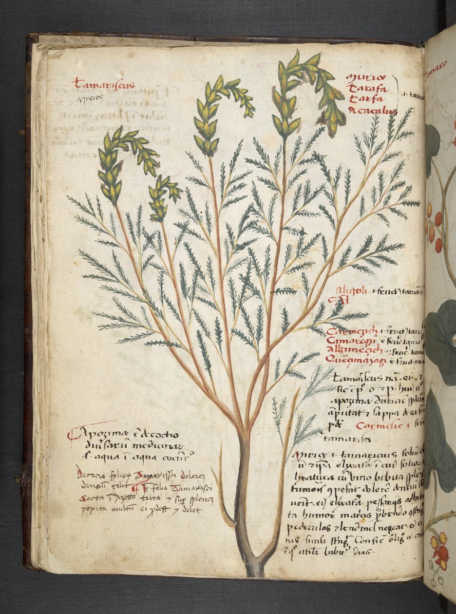 Ein Kräuterbuch, Belluno von Italian School