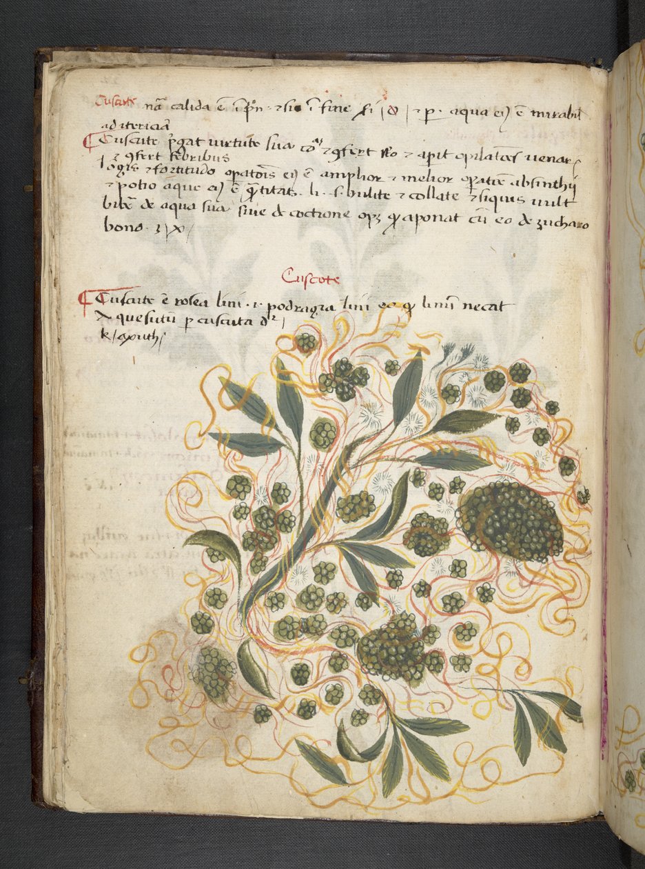 Add MS 41623 f.20v 