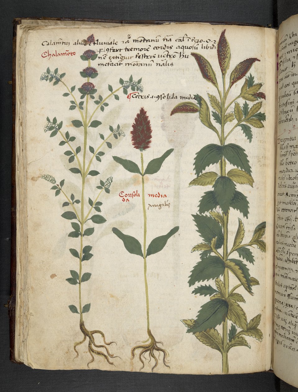 Ein Kräuterbuch, Belluno von Italian School