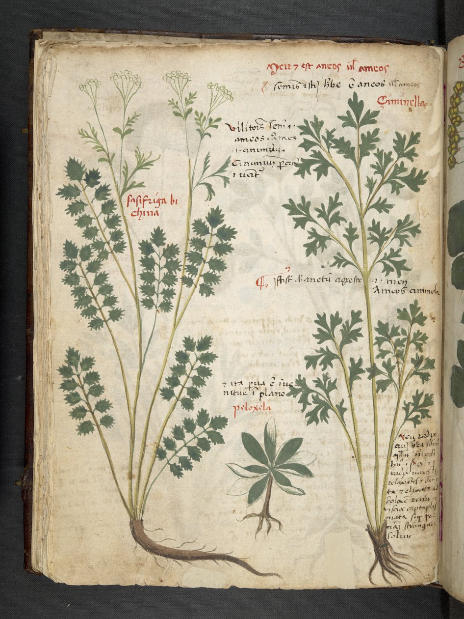 Ein Kräuterbuch, Belluno von Italian School