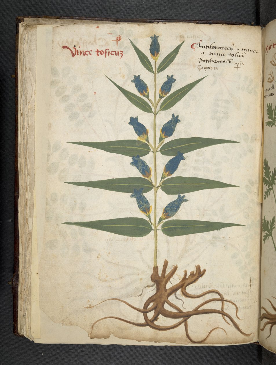 Ein Kräuterbuch, Belluno von Italian School
