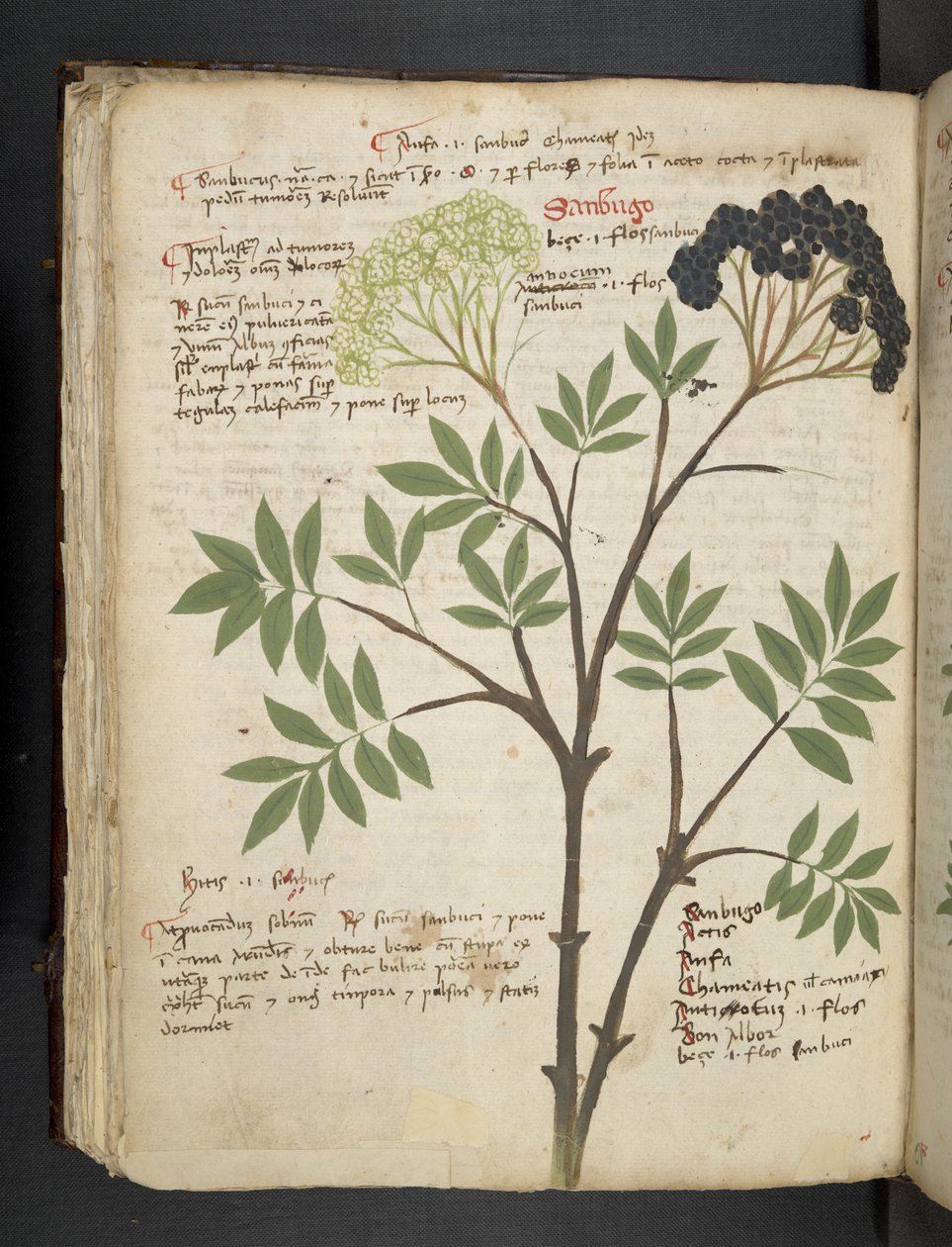 Ein Kräuterbuch, Belluno von Italian School