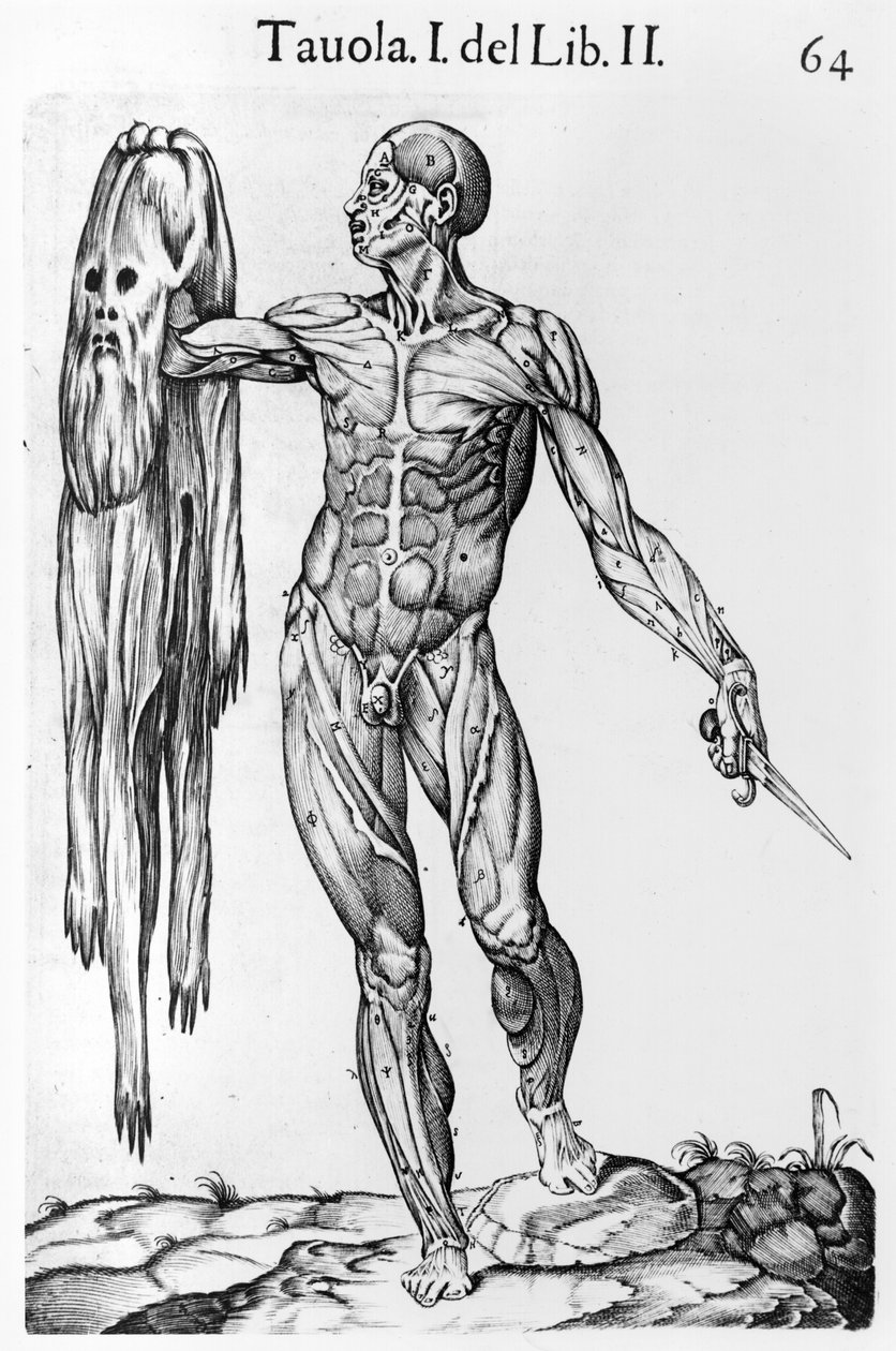 Anatomische Studie, Tafel 64, Illustration aus Anatomia del corpo humano von Juan de Valverde, Rom, 1560 von Italian School