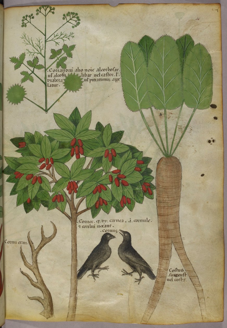 Botanische Illustration von Pflanzen und Vögeln, ca. 1440 von Italian School