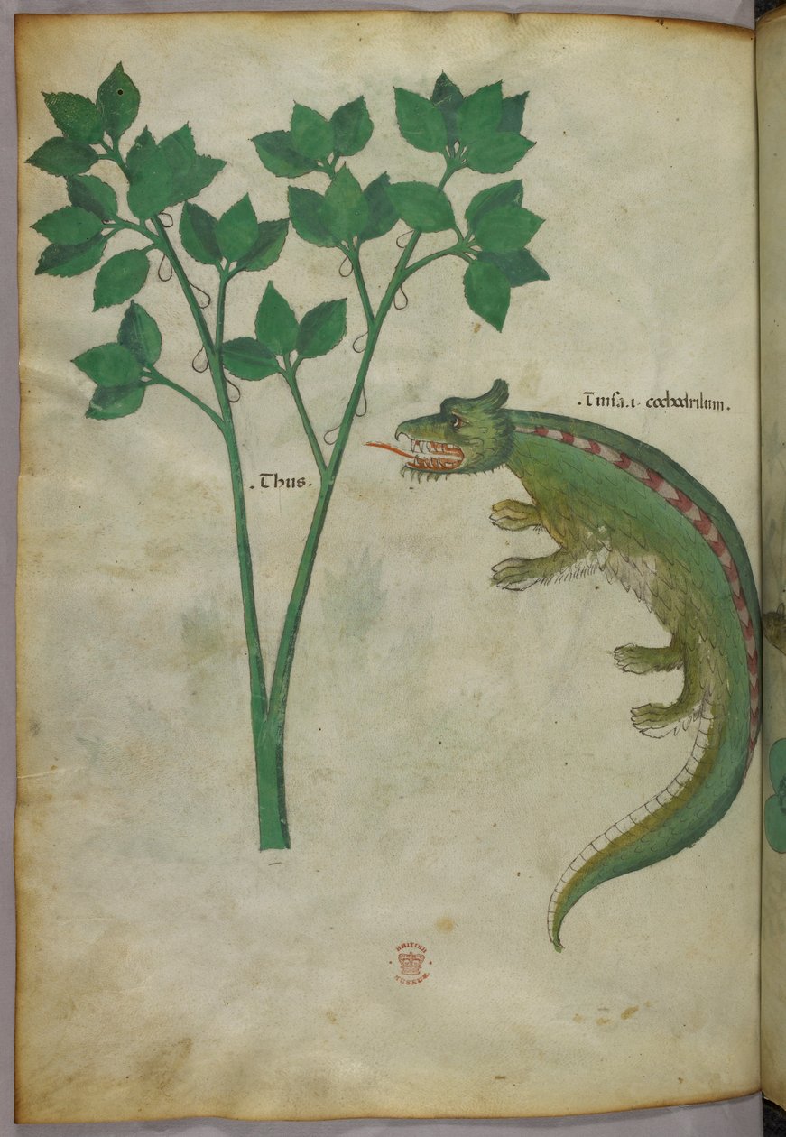 Botanische und Tierillustration einer Pflanze und eines Krokodils, um 1440 von Italian School
