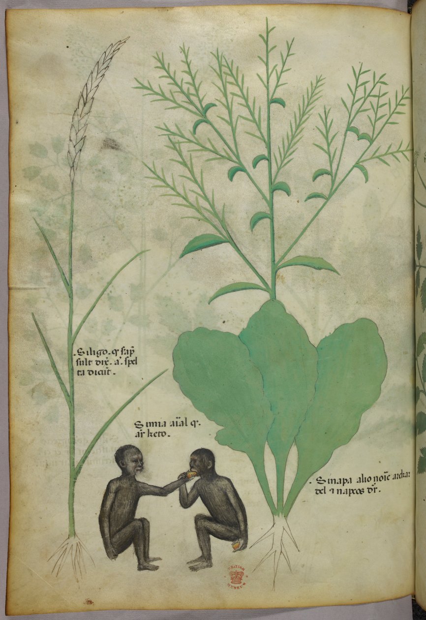 Botanische und Tierillustration einer Pflanze und zwei Affen, um 1440 von Italian School