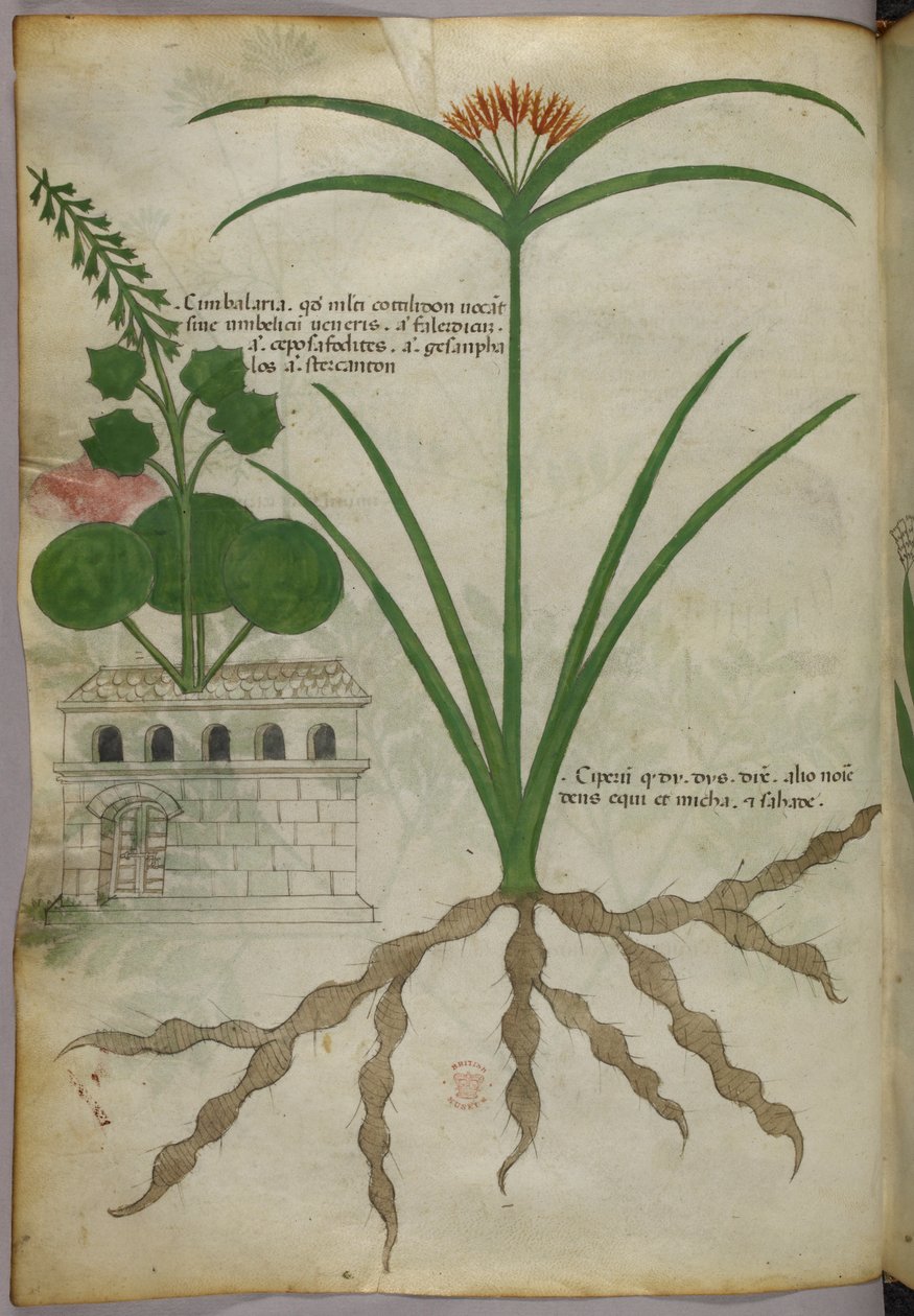 Botanische Illustration, um 1440 von Italian School