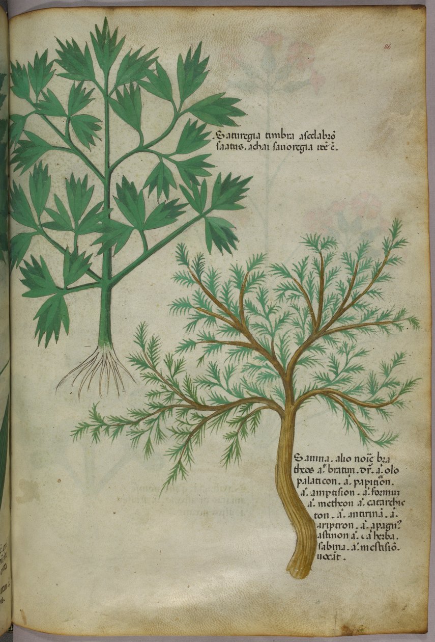 Botanische Illustration, ca. 1440 von Italian School