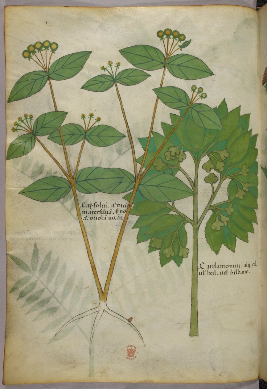 Botanische Illustration, um 1440 von Italian School