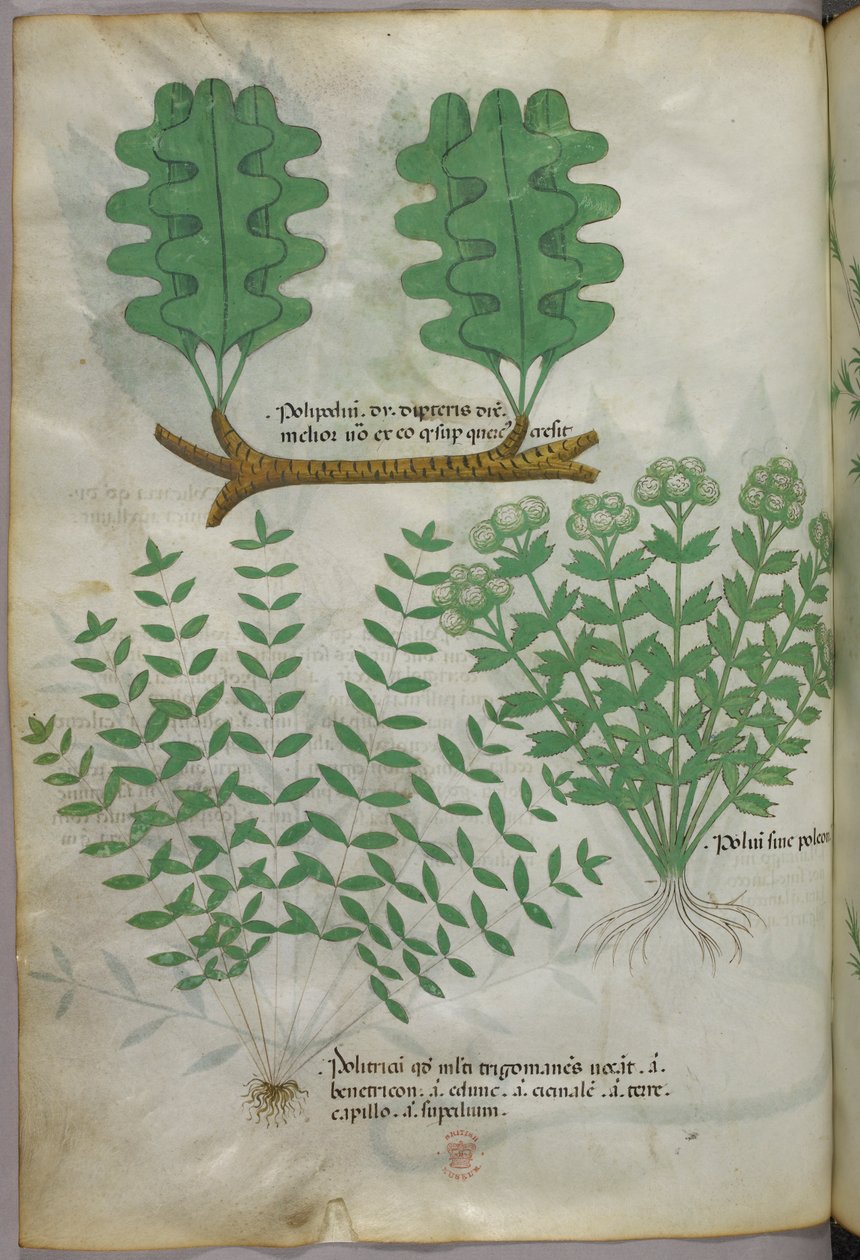 Botanische Illustration, um 1440 von Italian School